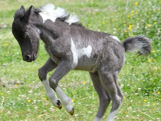 The Adorable Arrival of MicroBoo: The Newest Addition to the World's Smallest Horse Family 1 MicroBoo
