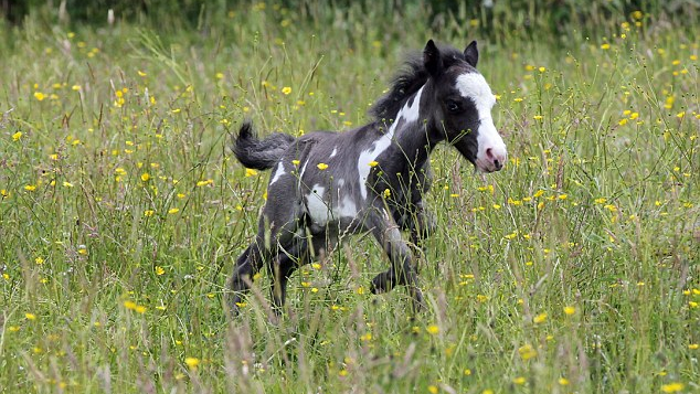 The Adorable Arrival of MicroBoo: The Newest Addition to the World's Smallest Horse Family 2 image 185 edited