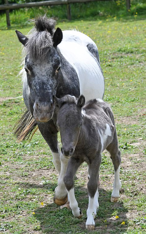 The Adorable Arrival of MicroBoo: The Newest Addition to the World's Smallest Horse Family 3 image 188 edited