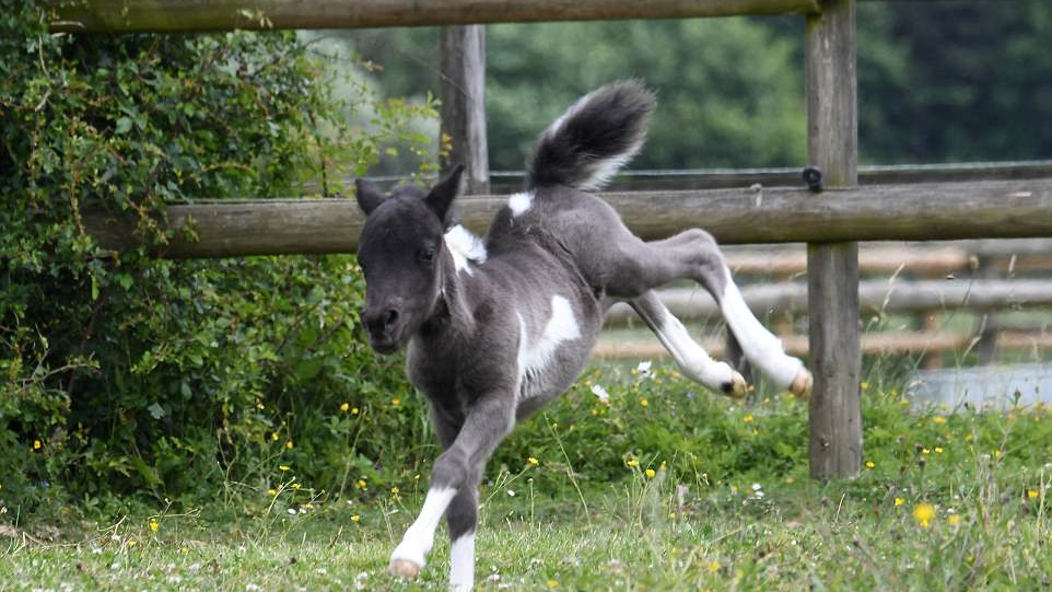 The Adorable Arrival of MicroBoo: The Newest Addition to the World's Smallest Horse Family 4 image 189 edited