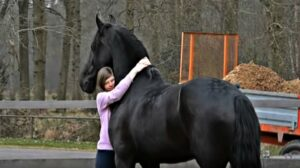 Friesian Fairytale: The Heartwarming Reunion of Amber and Seille 1 image 190