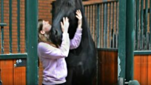 Friesian Fairytale: The Heartwarming Reunion of Amber and Seille 2 image 191