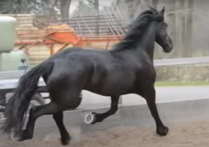Friesian Fairytale: The Heartwarming Reunion of Amber and Seille 3 image 192