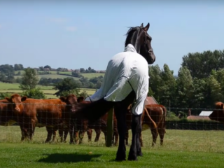 Friesian Horse
