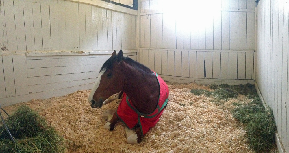Budweiser Clydesdales