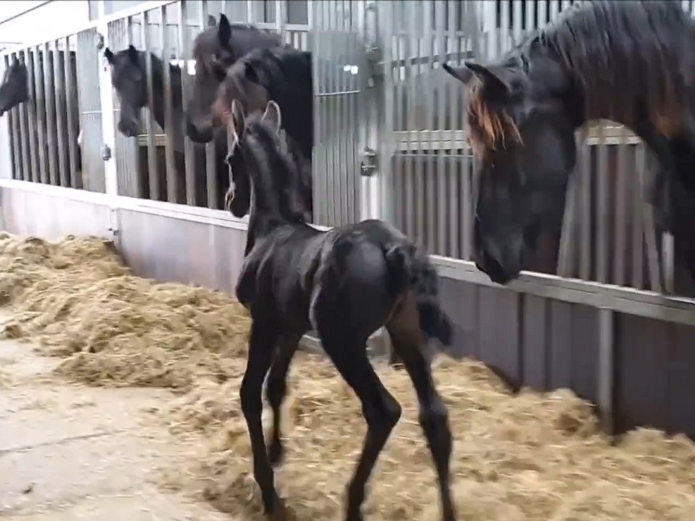 Foal