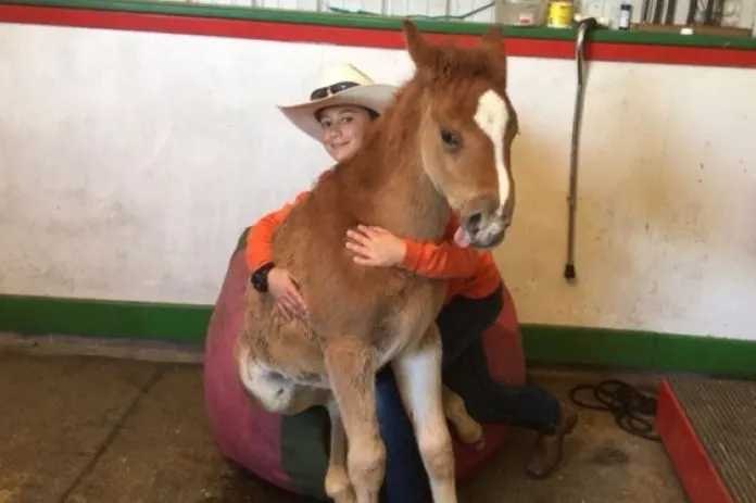 foal