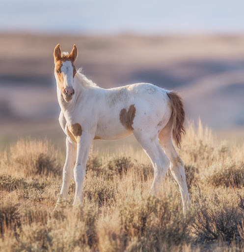 Hero Mare