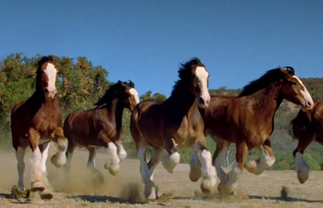 Budweiser Clydesdales Super Bowl 2024 Commercial: An Iconic Return 2 image 37