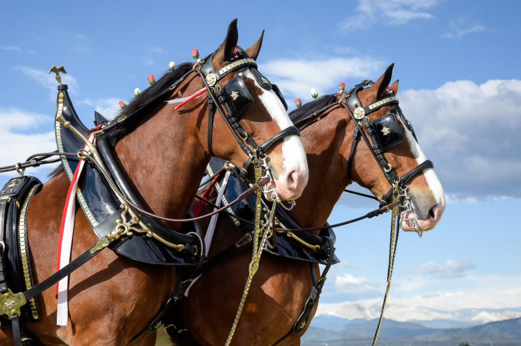 Budweiser Clydesdales Super Bowl 2024 Commercial: An Iconic Return 4 Super Bowl