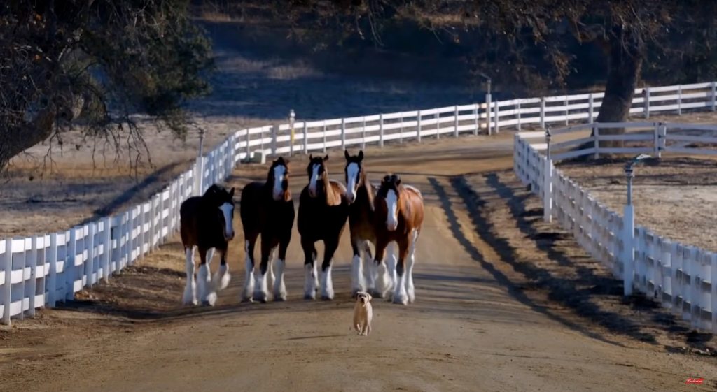 Budweiser's Clydesdales Return: A Legendary Comeback to Super Bowl Glory(2024) 1 image 44