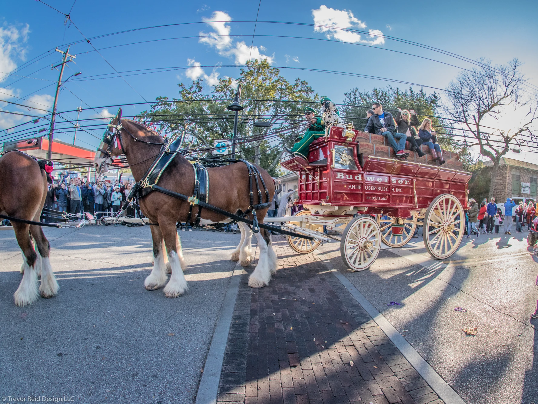 Budweiser Clydesdales