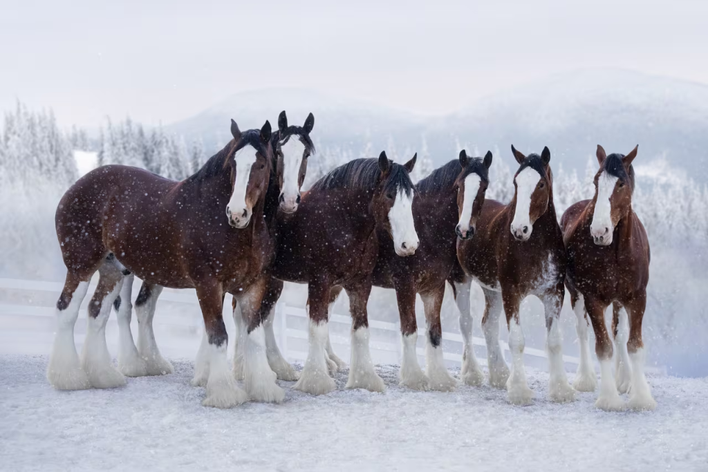 Iconic Budweiser Clydesdale's Epic Return to the Big Screen 2024 1 image 51