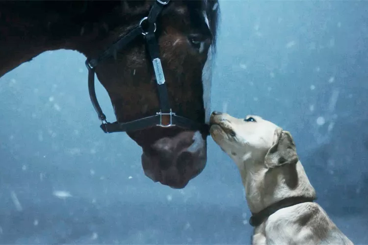 Iconic Budweiser Clydesdale's Epic Return to the Big Screen 2024 2 image 52