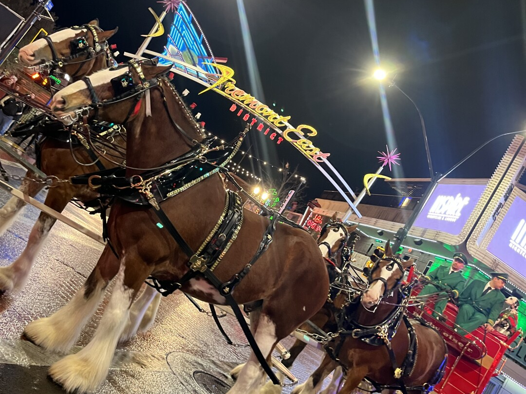 Budweiser Clydesdales Arrive in Las Vegas for Super Bowl LVIII Spectacle(2024) 3 image 60 edited