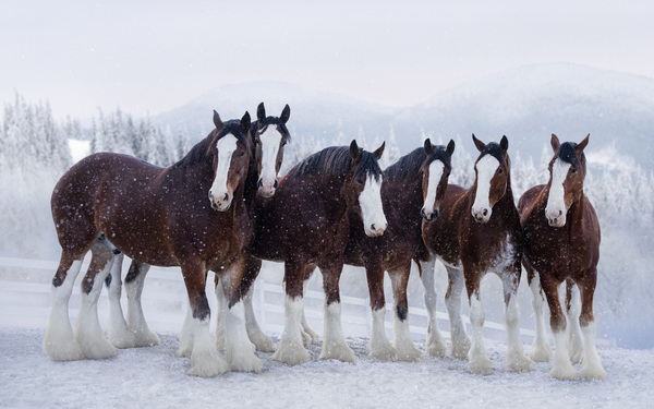 Budweiser Clydesdales Arrive in Las Vegas for Super Bowl LVIII Spectacle(2024) 2 Budweiser Clydesdales