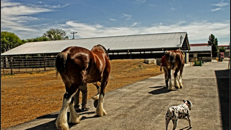 Budweiser's Super Bowl Spectacle Featuring the Lovable Labrador and Majestic Clydesdales 2 Super Bowl