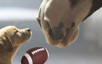 Budweiser's Super Bowl Spectacle Featuring the Lovable Labrador and Majestic Clydesdales 4 image 66 edited 1