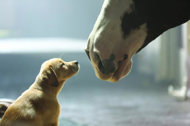 Budweiser's Super Bowl Spectacle Featuring the Lovable Labrador and Majestic Clydesdales 1 image 67