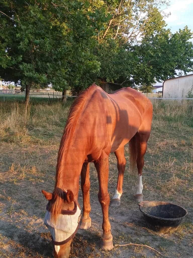Beloved Horse Whiskey: A Legacy of Spunk and Love 1 Horse