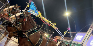 Here’s Where to Meet Budweiser Clydesdales in Las Vegas During Super Bowl LVIII