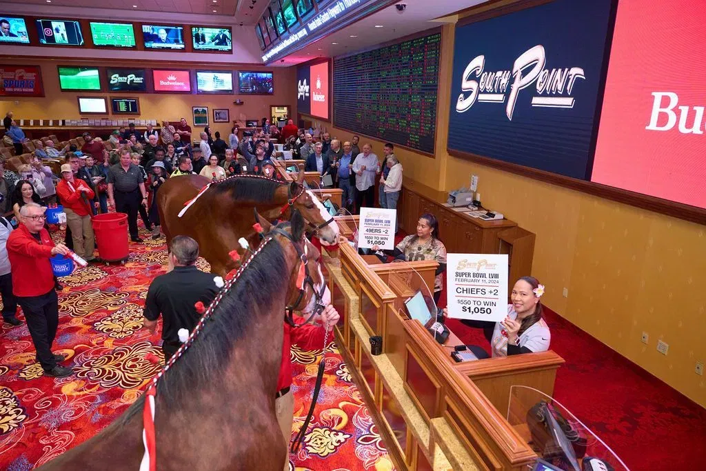 Budweiser Clydesdales