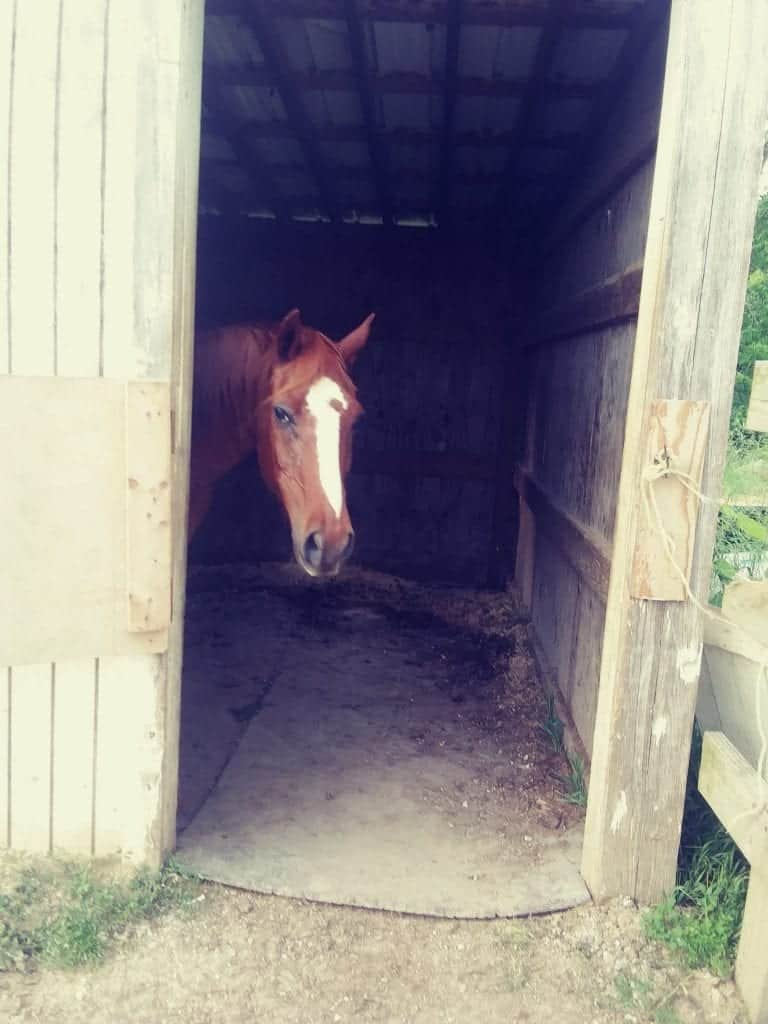 Beloved Horse Whiskey: A Legacy of Spunk and Love 2 image 8