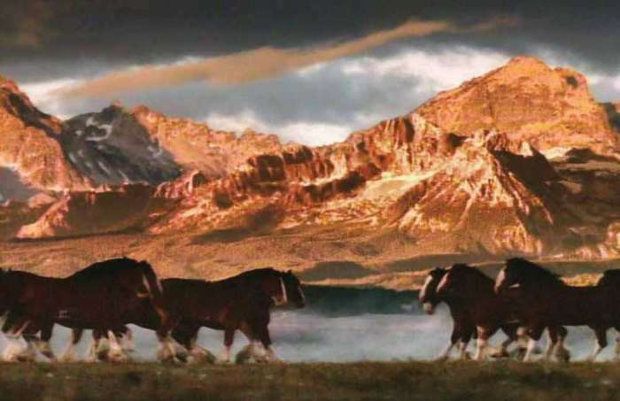 Clydesdales 