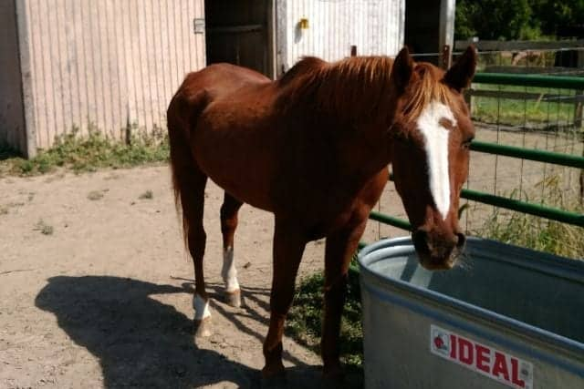 Beloved Horse Whiskey: A Legacy of Spunk and Love 3 image 9