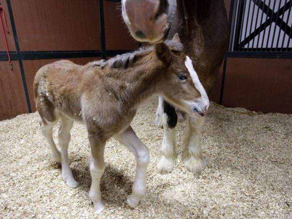 Clydesdale Foal 