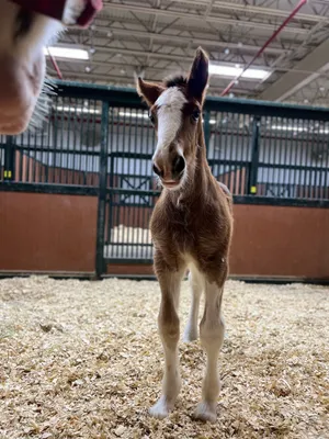 Budweiser Clydesdale