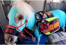 Fred the Excellent Mini Service Horse: A First-Class Traveler’s Adventure