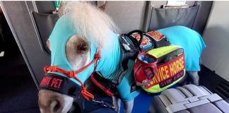 Fred the Excellent Mini Service Horse: A First-Class Traveler’s Adventure