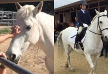 From Fear to Fame: The Incredible Journey of Dixie the Mustang