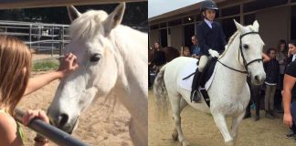 From Fear to Fame: The Incredible Journey of Dixie the Mustang