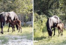 Outer Banks Wild Horses Welcome A Surprising Autumn Foal