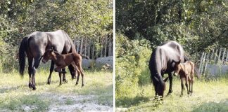 Outer Banks Wild Horses Welcome A Surprising Autumn Foal