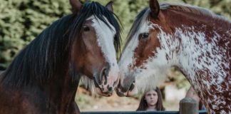 Riding Clydesdales: An Excellent Journey of Bond, Majesty, and Exploration