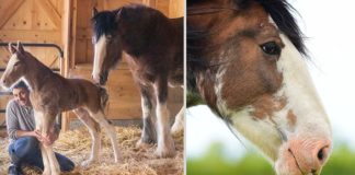 The Magnificent Clydesdale: Icons of Equine Majesty
