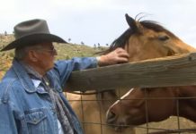 A Veteran Cowboy’s Lifelong Commitment to Rescuing Wild Mustangs in the USA