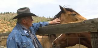 A Veteran Cowboy’s Lifelong Commitment to Rescuing Wild Mustangs in the USA