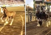 Baby Clydesdale That Stole the Show: A Heartwarming Tale