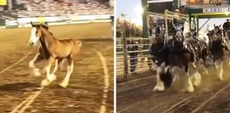 Baby Clydesdale That Stole the Show: A Heartwarming Tale