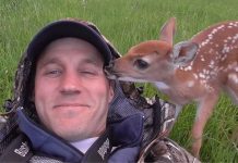 Beautiful Baby Deer Refuses to Leave the Man Who Saved Her Life