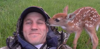 Beautiful Baby Deer Refuses to Leave the Man Who Saved Her Life