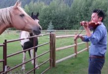 A Man Playing the Violin is Accompanied by 2 Horses That “Dance” to his Musical Serenade