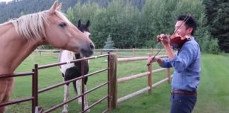 A Man Playing the Violin is Accompanied by 2 Horses That “Dance” to his Musical Serenade