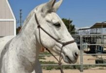 Horse Named Moonshine Saves Pastor’s Life: A Remarkable Story of Courage