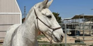 Horse Named Moonshine Saves Pastor’s Life: A Remarkable Story of Courage
