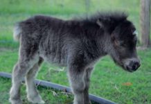 Mini Horse Marvel: Enchanting Charlie and His Prancing Charisma
